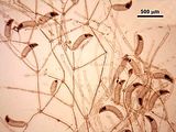 8 - Tetrasporofito con stichidi